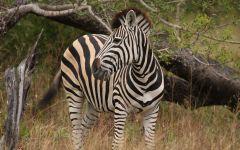 zebra 202x84